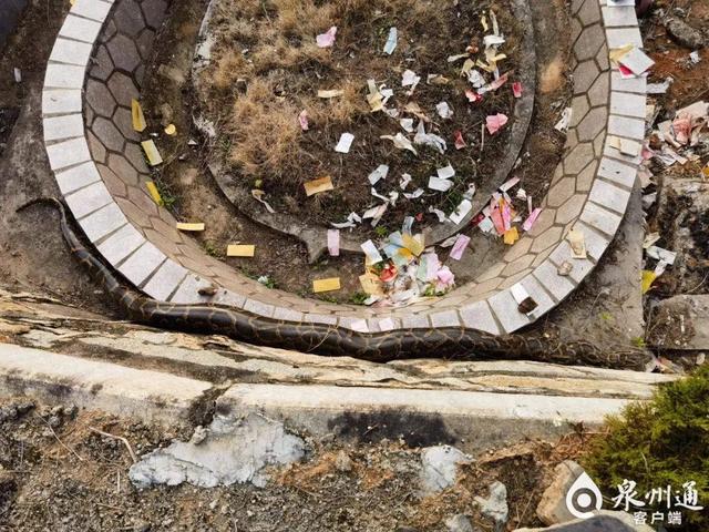吓人!泉州一墓地惊现50斤巨蟒!抓捕视频太惊险