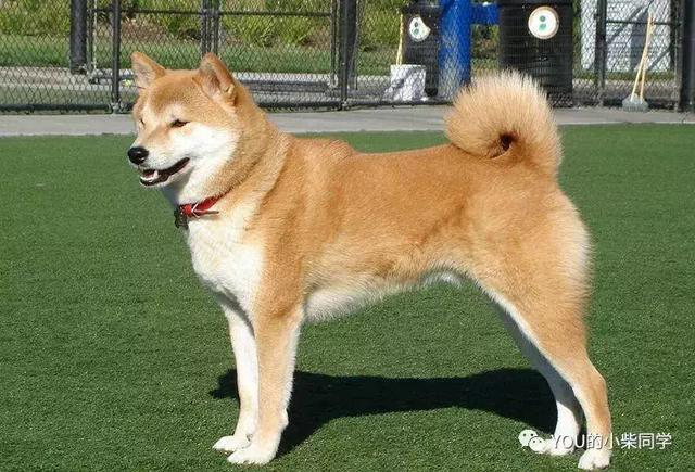 柴犬到底长什么样?外貌特征及生活习性