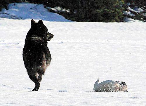 野狼和宠物犬一起玩耍，最终却死于太过信任人类