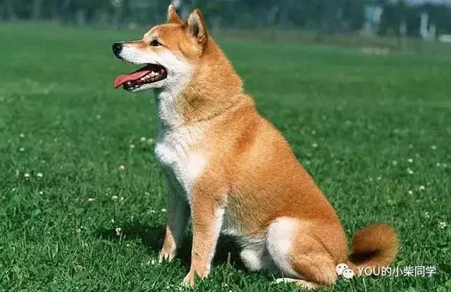柴犬到底长什么样?外貌特征及生活习性