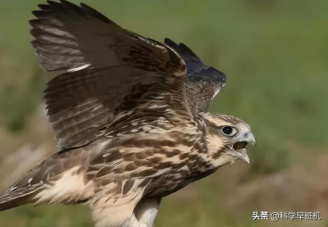 17年河南一农民捡到只凶鸟,竟价值600多万,专家:幸好没放生!