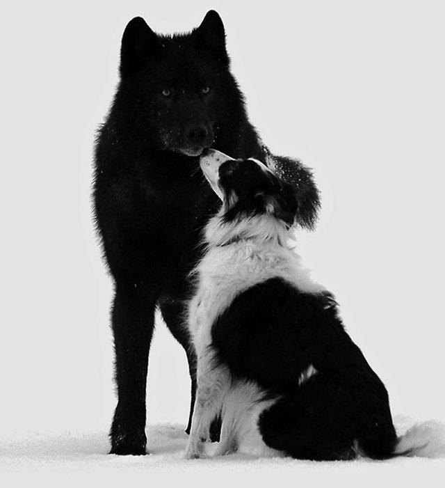野狼和宠物犬一起玩耍，最终却死于太过信任人类