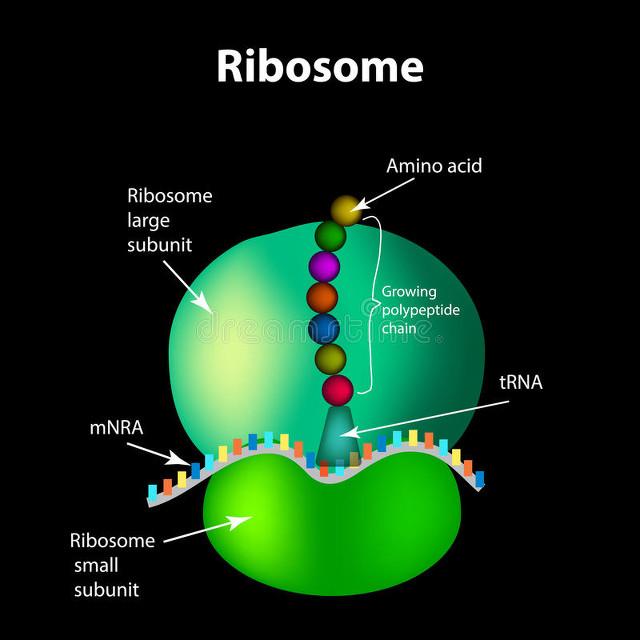 半路出家转攻生物，物理学家文奇靠“核糖体”逆袭得诺贝尔奖