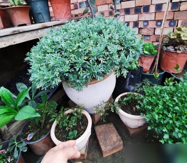 春天养玛格丽特，3多1少“爆花”小技巧，先长草球，再爆花球