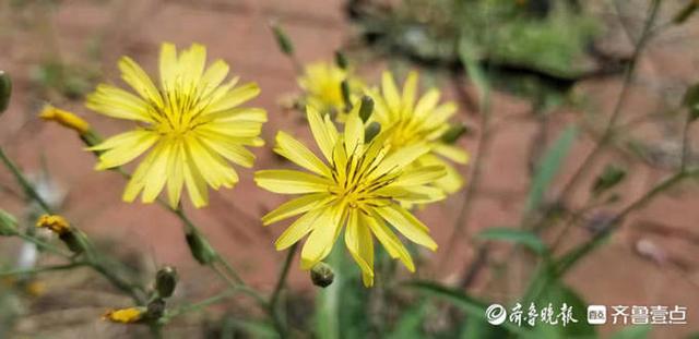 苦菜花开