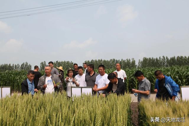 黑龙江小麦新品种获丰收大面积推广取得显著成效