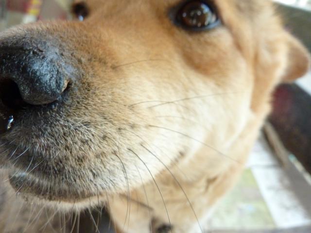 我家土狗小黄黄，十几年了。老了、也跑丢了。好可惜
