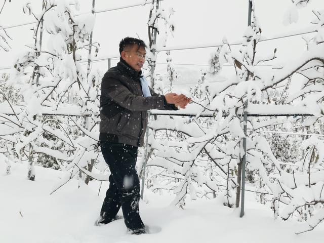 “秋红晚蜜”果满树,不见当年育桃人:“农民教授”,老乡们想你了