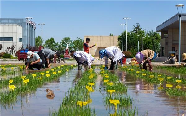 水稻育种接力60年:一粒种子帮国人告别饥饿