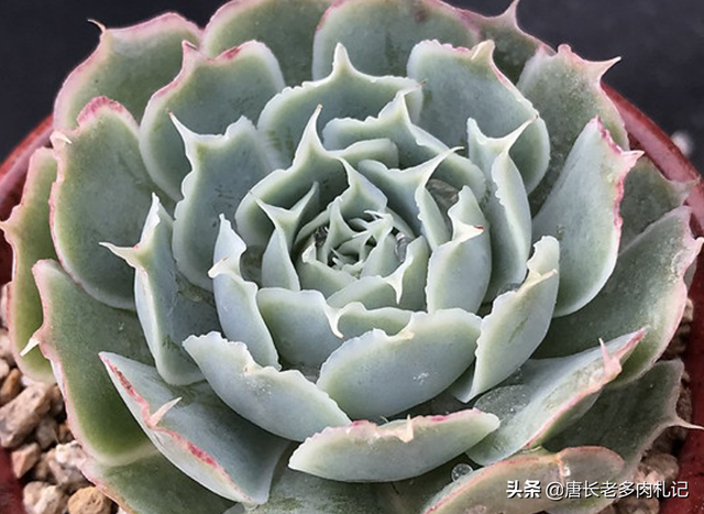 蓝丝绒可爱又好养,叶片有褶皱和透明的冰边,但它并非月影系多肉