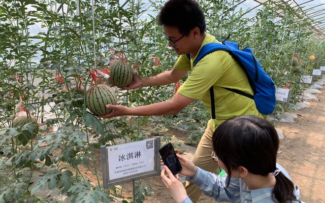 203种西瓜齐聚 拇指大的西瓜您吃过吗?