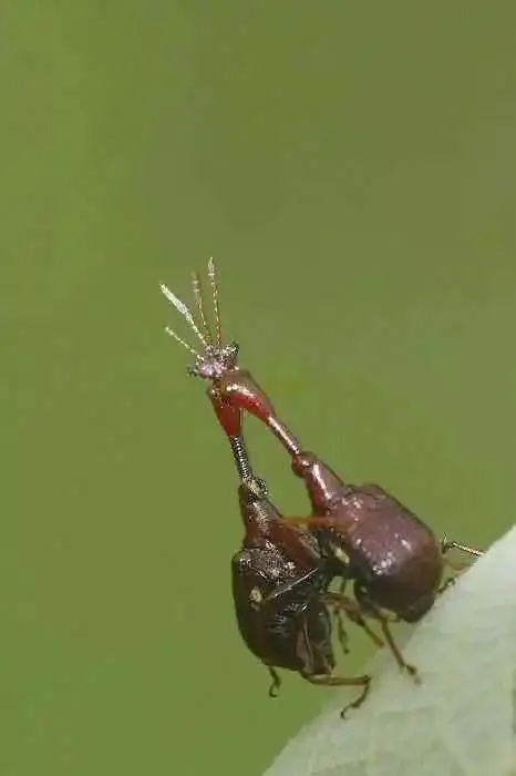 爪从手背伸出 还能快速愈合,现实版金刚狼!你没见过的5种奇特动物