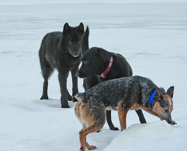 野狼和宠物犬一起玩耍，最终却死于太过信任人类