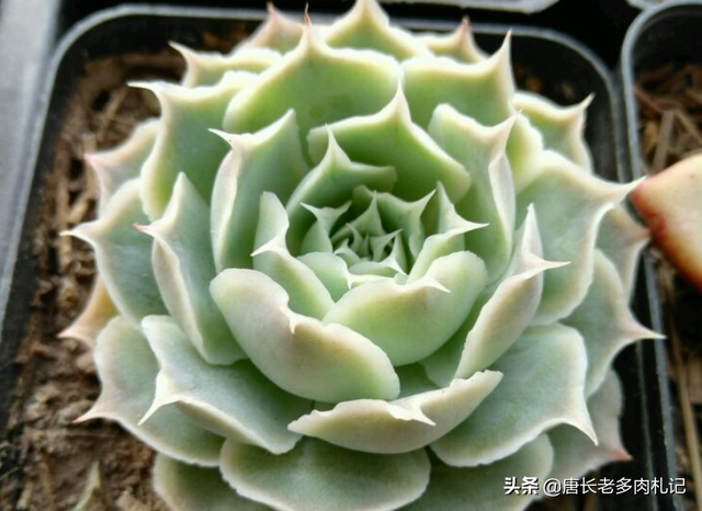 蓝丝绒可爱又好养,叶片有褶皱和透明的冰边,但它并非月影系多肉