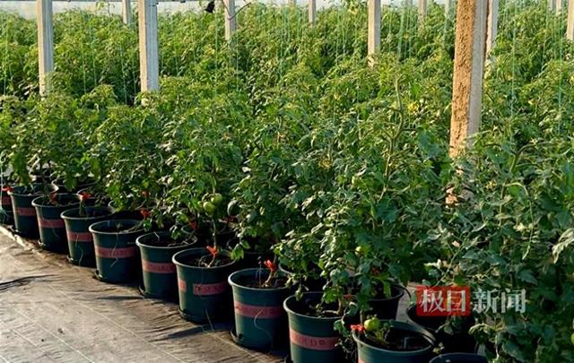 回到家乡襄阳，他带着千万家产唱响“田园之歌”