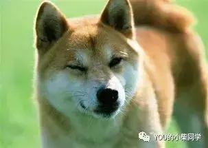 柴犬到底长什么样?外貌特征及生活习性