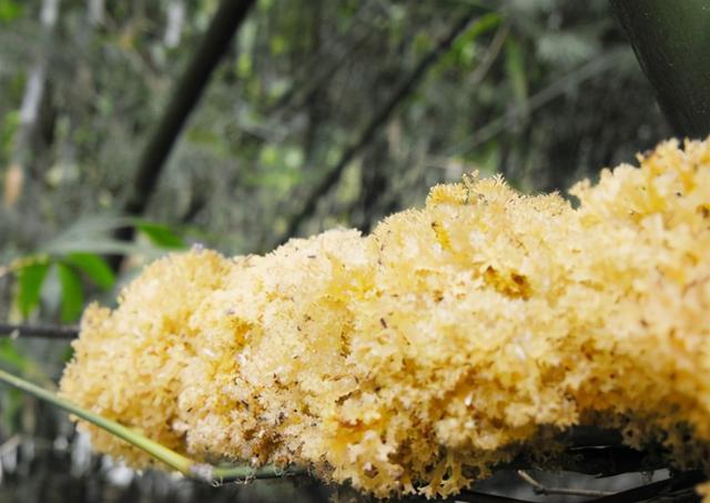 俗称“竹燕窝”，竹子被虫咬后开的花，若遇到别嫌弃，1百多1斤