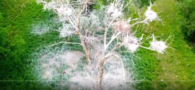 鸟巢多到树叶都不长，被鹭鸟选中的大树为何容易枯死？