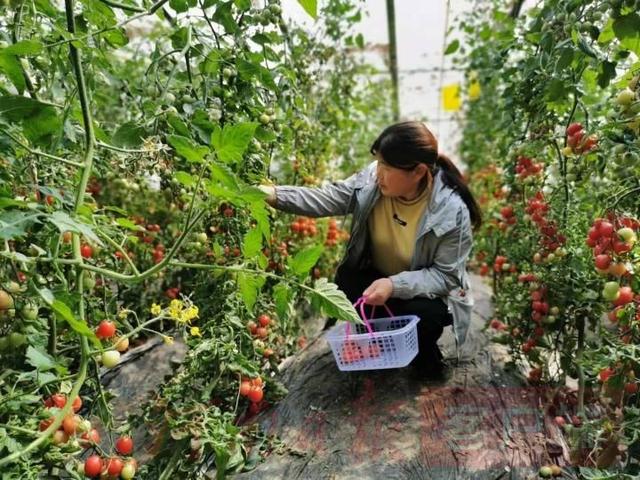 嵩山坳里长出“美丽经济”——山区脱贫攻坚的登封实践