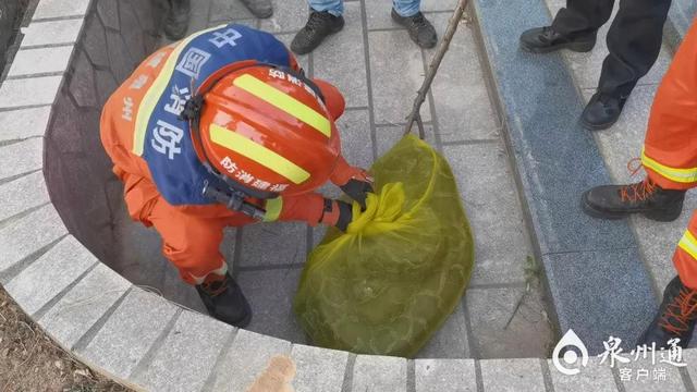 吓人!泉州一墓地惊现50斤巨蟒!抓捕视频太惊险