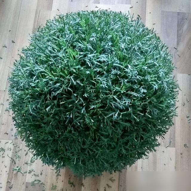 春天养玛格丽特，3多1少“爆花”小技巧，先长草球，再爆花球