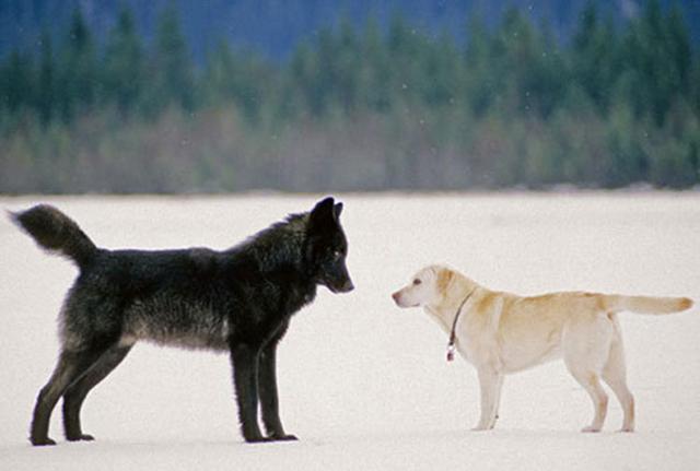 野狼和宠物犬一起玩耍，最终却死于太过信任人类