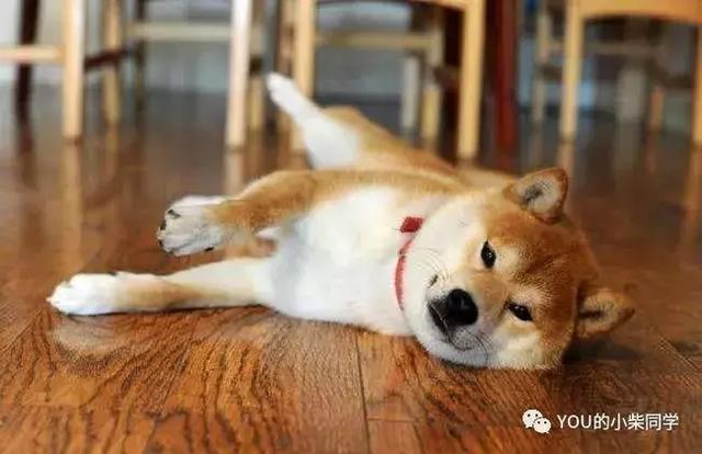 柴犬到底长什么样?外貌特征及生活习性