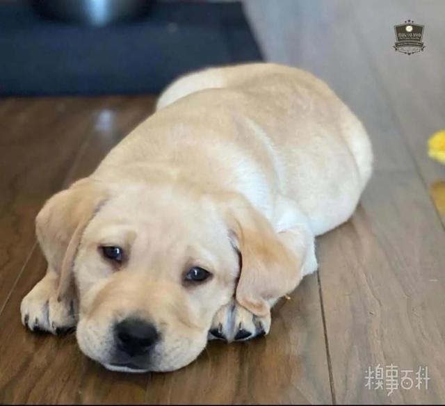人狗情未了