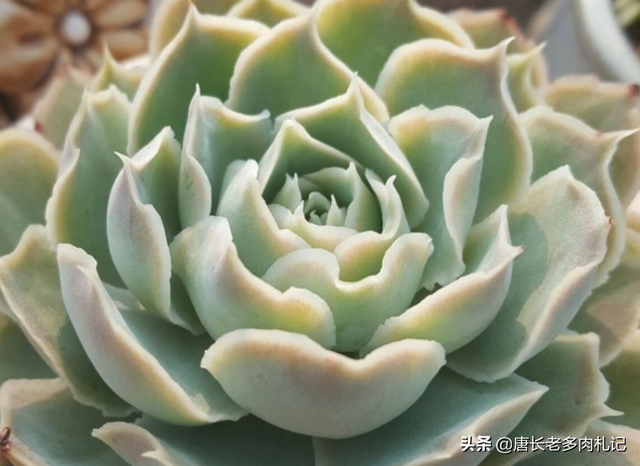 蓝丝绒可爱又好养,叶片有褶皱和透明的冰边,但它并非月影系多肉