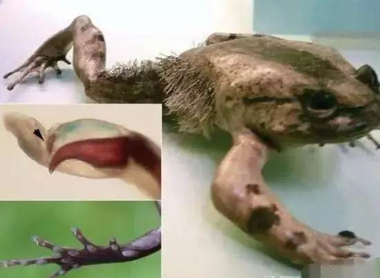 爪从手背伸出 还能快速愈合,现实版金刚狼!你没见过的5种奇特动物