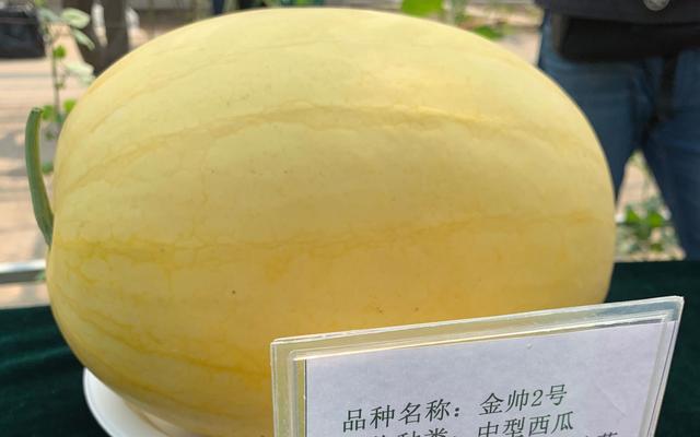 203种西瓜齐聚 拇指大的西瓜您吃过吗?