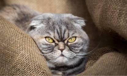全明星阵容演绎汉末版《猎场》（一）