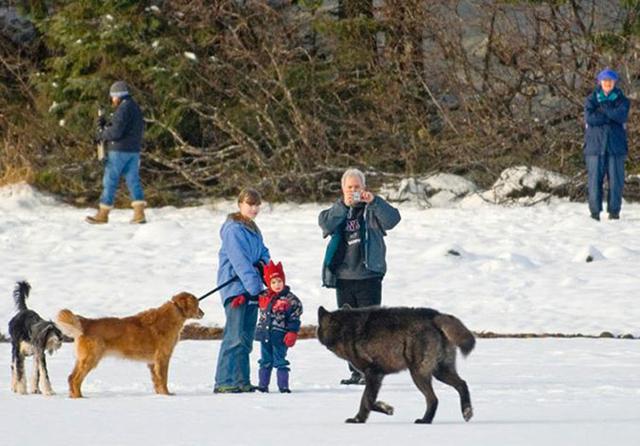 野狼和宠物犬一起玩耍，最终却死于太过信任人类