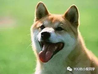 柴犬到底长什么样?外貌特征及生活习性