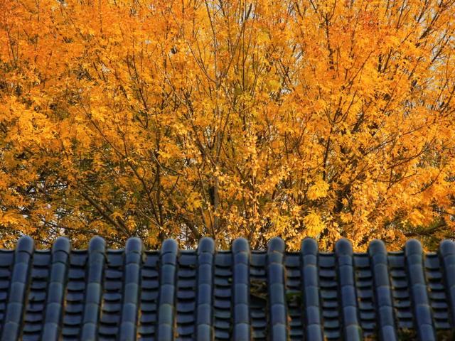 河北香河:斑斓秋色,精致小景