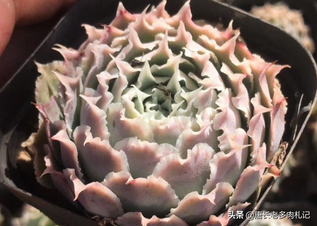 蓝丝绒可爱又好养,叶片有褶皱和透明的冰边,但它并非月影系多肉