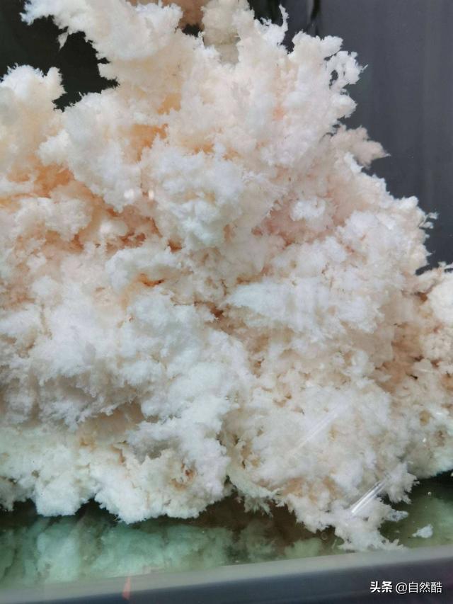 假石太岁以假乱真，多人上当受骗