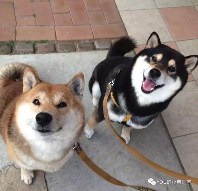 柴犬到底长什么样?外貌特征及生活习性