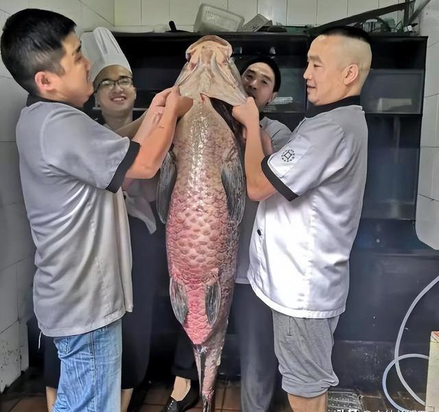 西湖捕获一条青鱼王”，长1米6重122斤，有人出价66666元买走