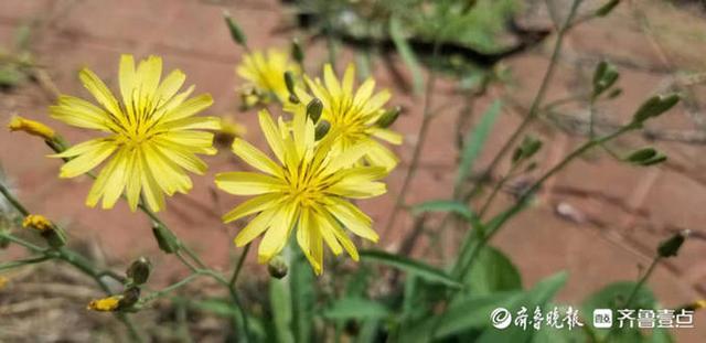 苦菜花开