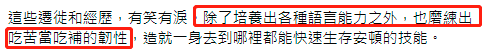 43岁台女星举家移居英国！坦言为育儿搬家，困难重重坚持咬牙面对