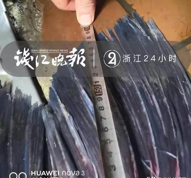 西湖捕获一条青鱼王”，长1米6重122斤，有人出价66666元买走
