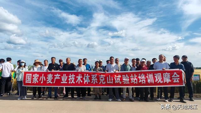 黑龙江小麦新品种获丰收大面积推广取得显著成效
