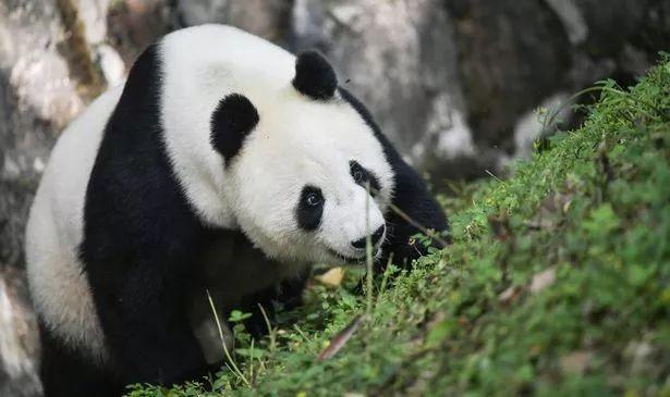 中国此时让大熊猫回国,美国人:不要走啊啊啊