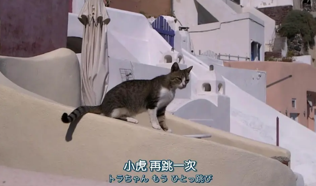 @铲屎官!这10部关于猫的影片你都看过吗?“国际猫咪日”边撸猫边看电影吧