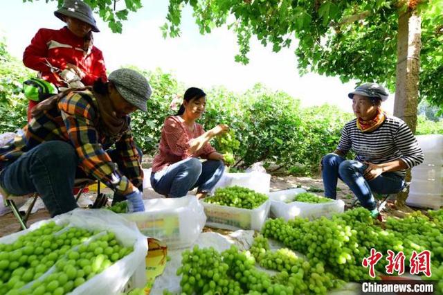 甘肃敦煌大漠葡萄香溢金秋:全流程把关提质拓国际市场