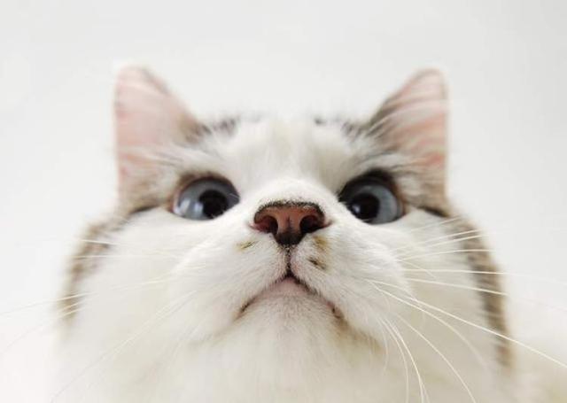 @铲屎官!这10部关于猫的影片你都看过吗?“国际猫咪日”边撸猫边看电影吧