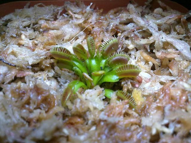 武汉植物园惊现食人草，恐怖杀手的小苗