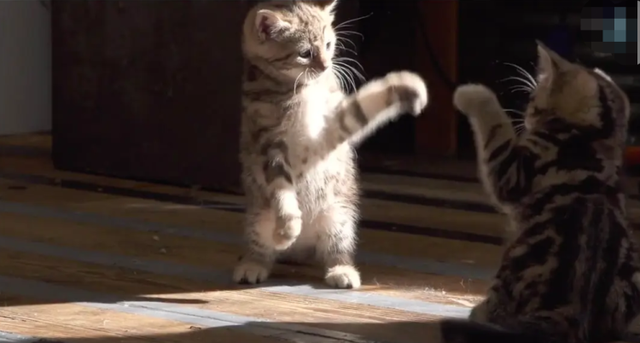 @铲屎官!这10部关于猫的影片你都看过吗?“国际猫咪日”边撸猫边看电影吧