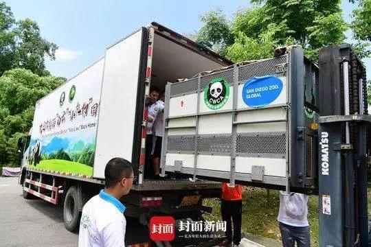 中国此时让大熊猫回国,美国人:不要走啊啊啊